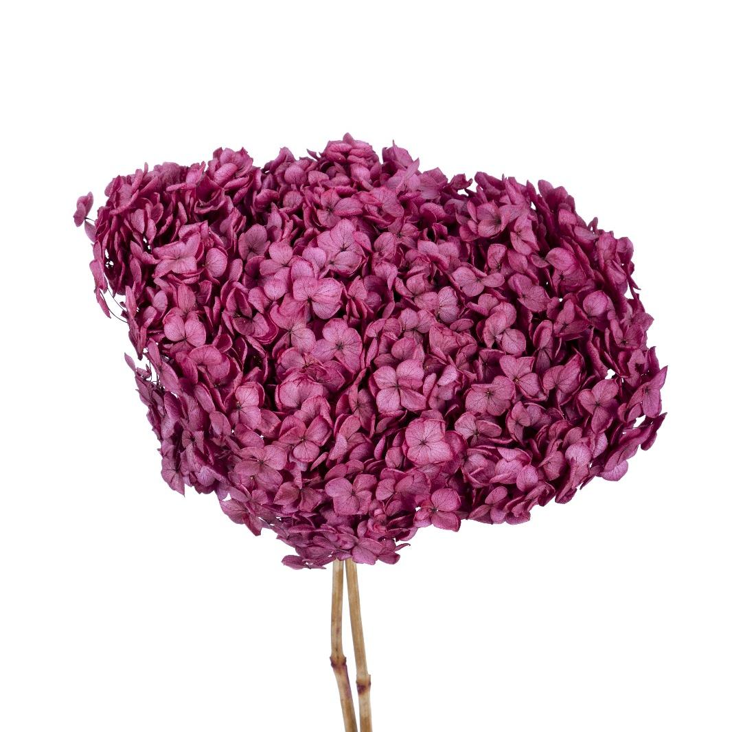 Single hydrangea Japan