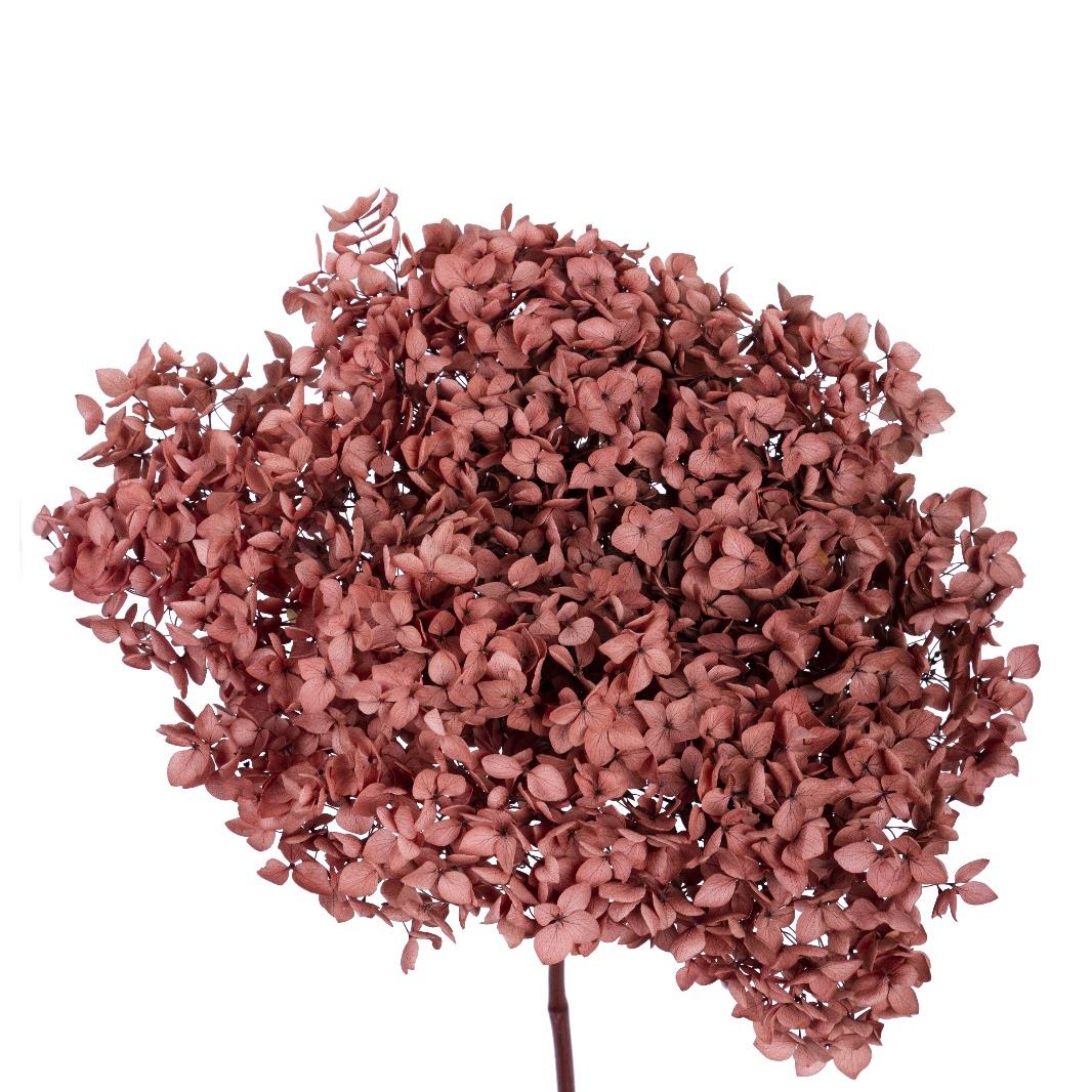 Single hydrangea Japan