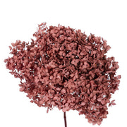 Single hydrangea Japan