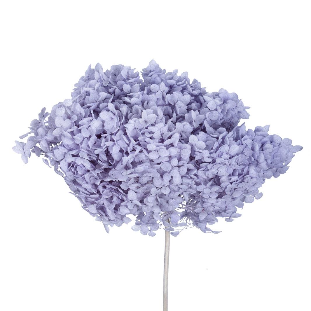 Single hydrangea Japan