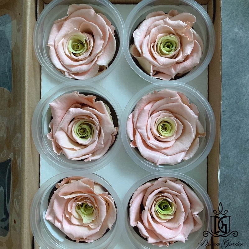 🇸🇬[SG Stock]🇸🇬SG Local Largest Wholesaler RoseAmor Pearl Color Preserved Roses Japanese Preserved Flowers Ecuador Roses