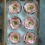 RoseAmor Pearl Color Preserved Roses | DreamGarden SG