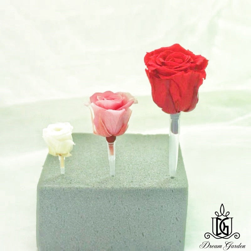 🇸🇬[SG Stock]New Arrival Preserved Flowers Stem Dried Flower Stem Floral Stalk 100gram Packing Floral Stem DIY Decor