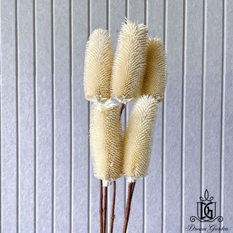 🇸🇬[SG Stock]Preserved Flowers Dried Flowers Dried Thistle Heads Singapore Local Wholesalers Home Decoration/DIY/Wedding