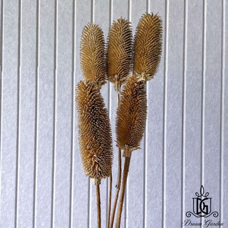🇸🇬[SG Stock]Preserved Flowers Dried Flowers Dried Thistle Heads Singapore Local Wholesalers Home Decoration/DIY/Wedding