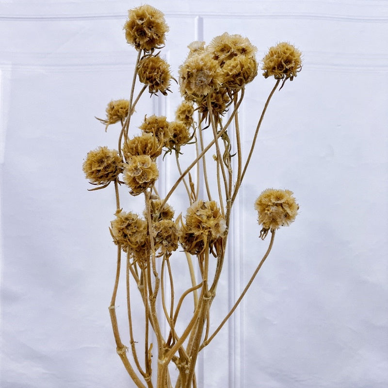 🇸🇬[SG Stock]Preserved Flowers Dried Flowers Dried Scabiosa Pods Flowers Suitable for House Decoration/Florist/Wedding