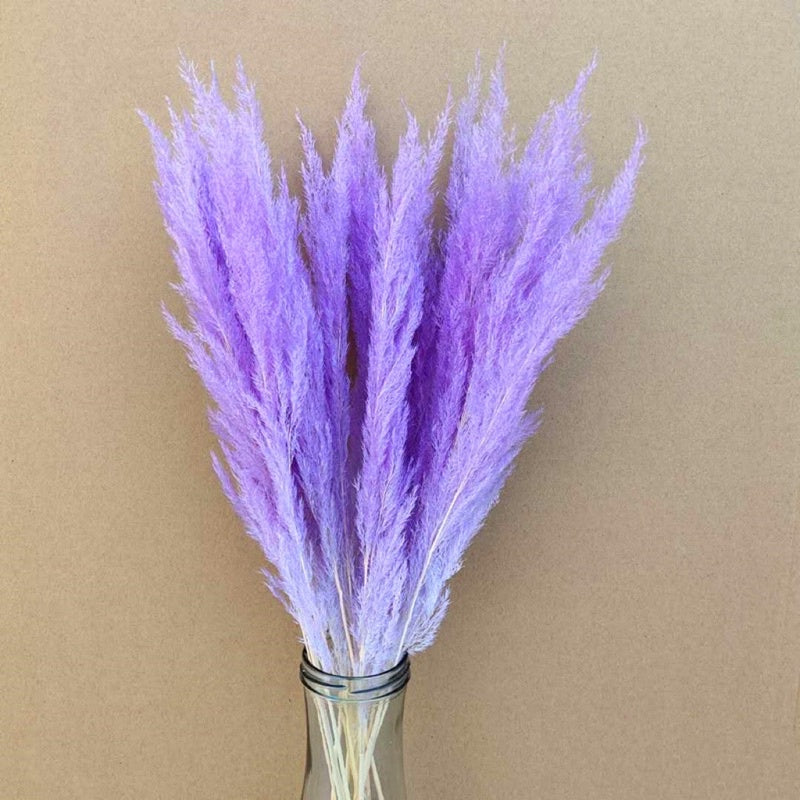 🇸🇬[SG Stock]Preserved Flowers Dried Flowers Preserved Mini Pampas Singapore Local Wholesaler Home Decoration/DIY/Wedding