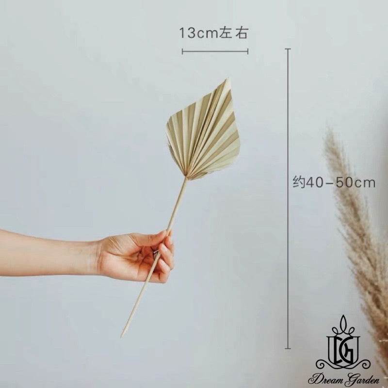 🇸🇬[SG Stock] SG Local Palm Fan Leaf Dried Palm Leaf Dried Flower Suitable For Art Wall Hanging Decoration | Wedding Arch