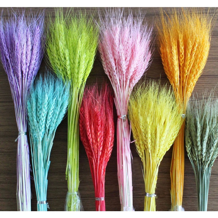 Dried Wheat | DreamGarden SG