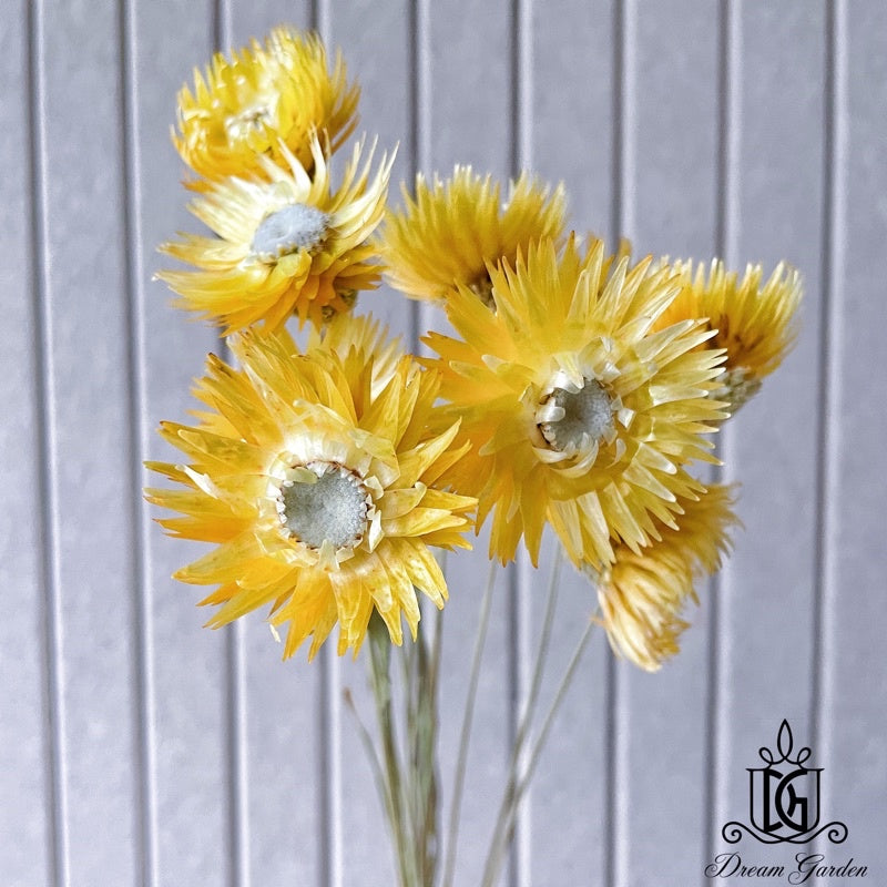 🇸🇬[SG Stock]Preserved Flowers Dried Flowers Daisy By Handmade Singapore Local Wholesalers Home Decoration/DIY/Wedding