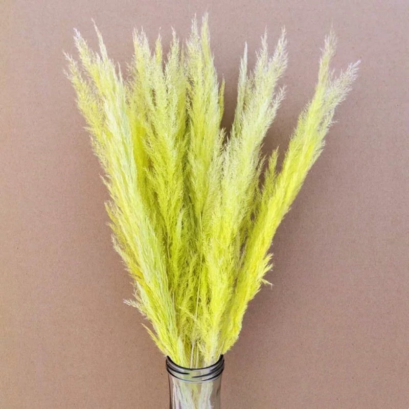 🇸🇬[SG Stock]Preserved Flowers Dried Flowers Preserved Mini Pampas Singapore Local Wholesaler Home Decoration/DIY/Wedding