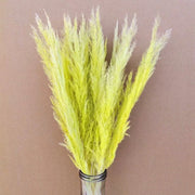 Preserved Mini Pampas | DreamGarden SG