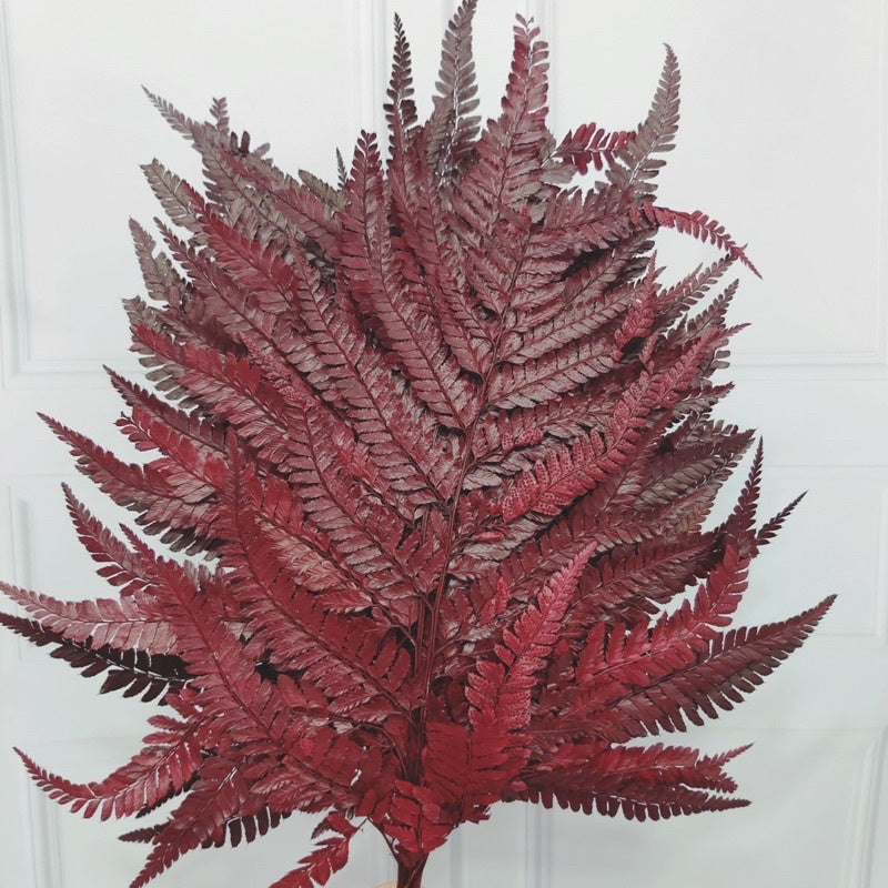 🇸🇬[SG Stock]Preserved Flowers Dried Flowers Preserved Leather Fern Singapore Local Home Decoration/DIY/Wedding