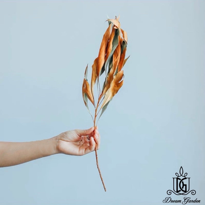 🇸🇬[SG Stock] SG Local Largest Wholesaler Dried Grevillea-Gold Back Leaves Suitable For Decoration/Wedding/DIY/Flora