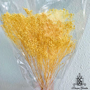 Dried Broom Bloom Flowers Preserved Flowers Babybreath | DreamGarden SG