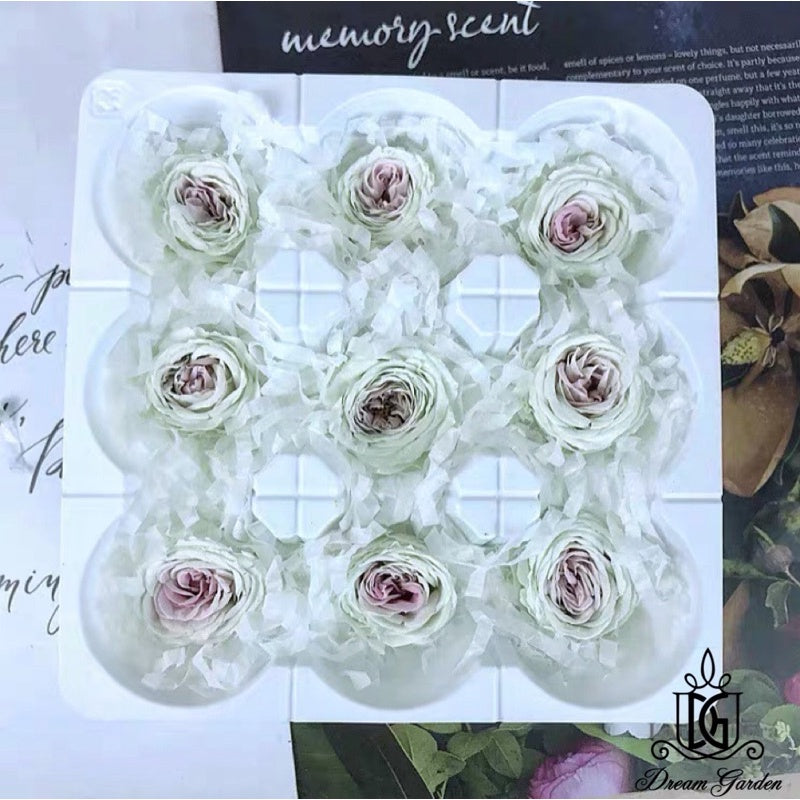 🇸🇬[SG Stock]🇸🇬SG Local Largest Wholesaler Japanese Earth Matters Preserved Austin roses Gradient color Preserved Flowers