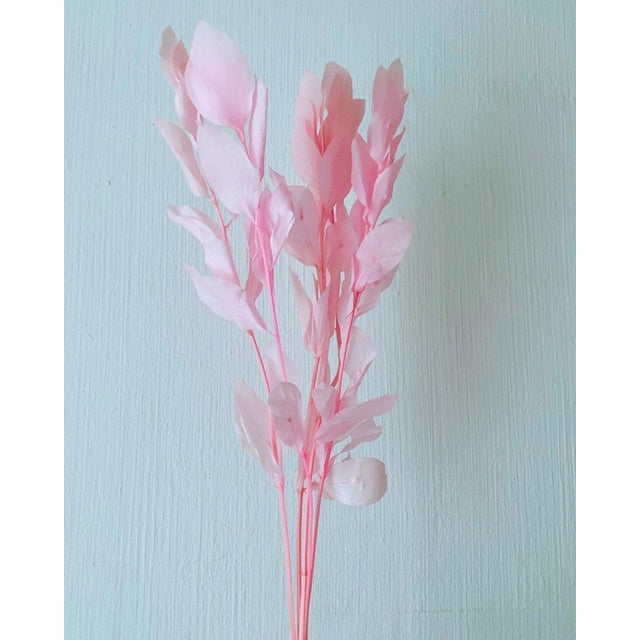 🇸🇬[SG Stock]Preserved Flowers Dried Flowers Preserved Ruscus Israeli Singapore Local Home Decoration/DIY/Wedding