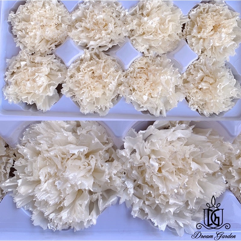 🇸🇬[SG Stock][Dream Garden] Pearl Preserved Carnations Gold Preserved Carnation Dried Flowers Home Decoration/DIY/Wedding