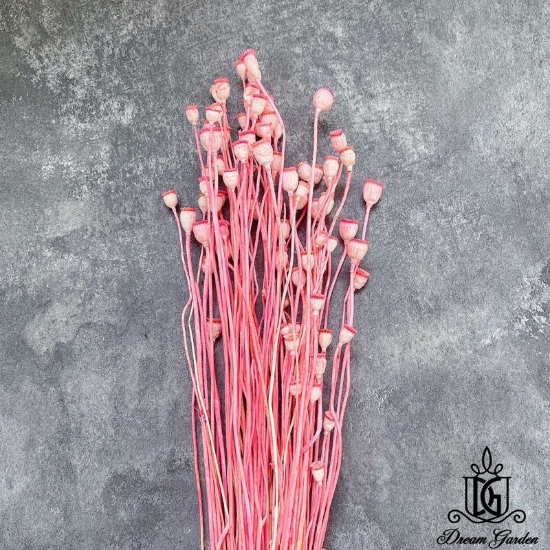 🇸🇬[SG Stock][Dream Garden]Dried Poppy Bunch Dried Flowers Dried Fruits Home Decoration/DIY/Wedding/Flora/Dome