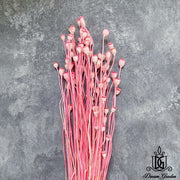 Dried Poppy Bunch Dried Flowers Dried Fruits | DreamGarden SG