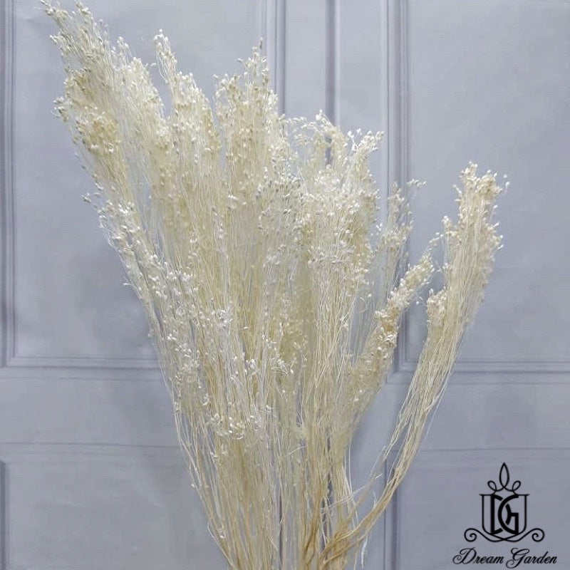 🇸🇬[SG Stock] Singapore Local Wholesalers Dried Broom Bloom Flowers Preserved Flowers Dried Flowers Babybreath