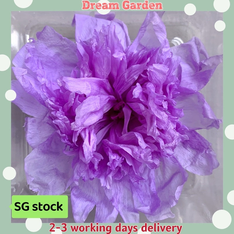 🇸🇬[SG Stock][Dream Garden]Preserved Peony Preserved Paeonia Lactiflora Preserved Flowers Home Decoration/DIY/Wedding
