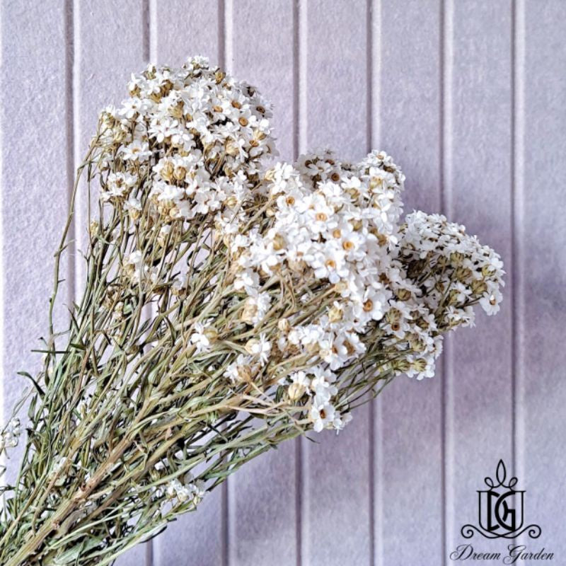 🇸🇬[SG Stock] SG Local Largest Wholesaler Italy Dried Ixodia Dried White Daisy Suitable For Decoration/Wedding/DIY/Dome
