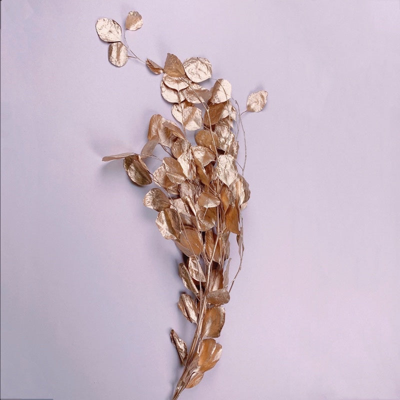🇸🇬[SG Stock]Preserved Flowers Dried Flowers Preserved Eucalyptus Populus Singapore Local Home Decoration/DIY/Wedding