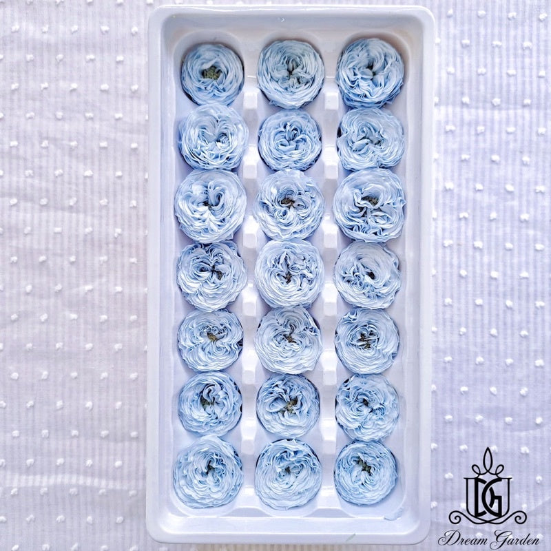 🇸🇬[SG Stock][Dream Garden]Grade A Preserved Austin Roses 2cm-3cm Preserved Flowers Home Decoration/DIY/Wedding/Dome