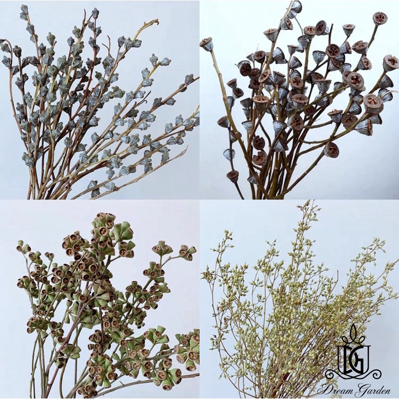 Dried Fruits Preserved Leaves Dried Eucalyptus Fruit | DreamGarden SG