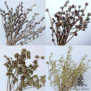 Dried Fruits Preserved Leaves Dried Eucalyptus Fruit | DreamGarden SG