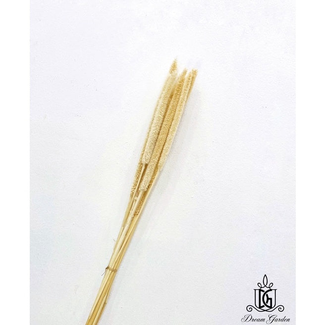 🇸🇬[SG Stock]Preserved Flowers Dried Flowers Preserved Babala Singapore Local Wholesaler Home Decoration/DIY/Wedding