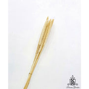Preserved Babala | DreamGarden SG