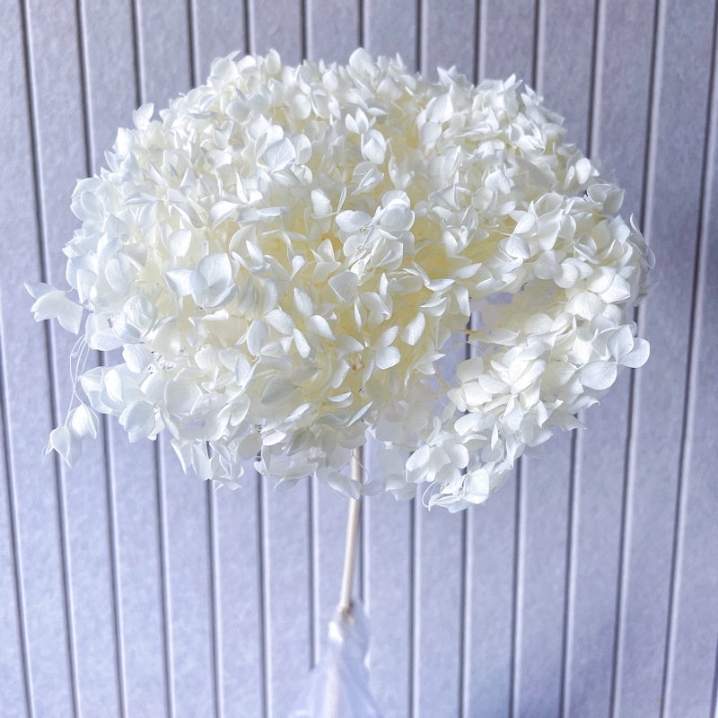 🇸🇬[SG Stock]Preserved Flowers Grade A Preserved Hydrangea Singapore Local Wholesalers Home Decoration/DIY/Wedding