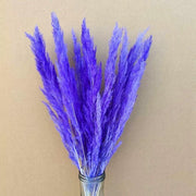 Preserved Mini Pampas | DreamGarden SG