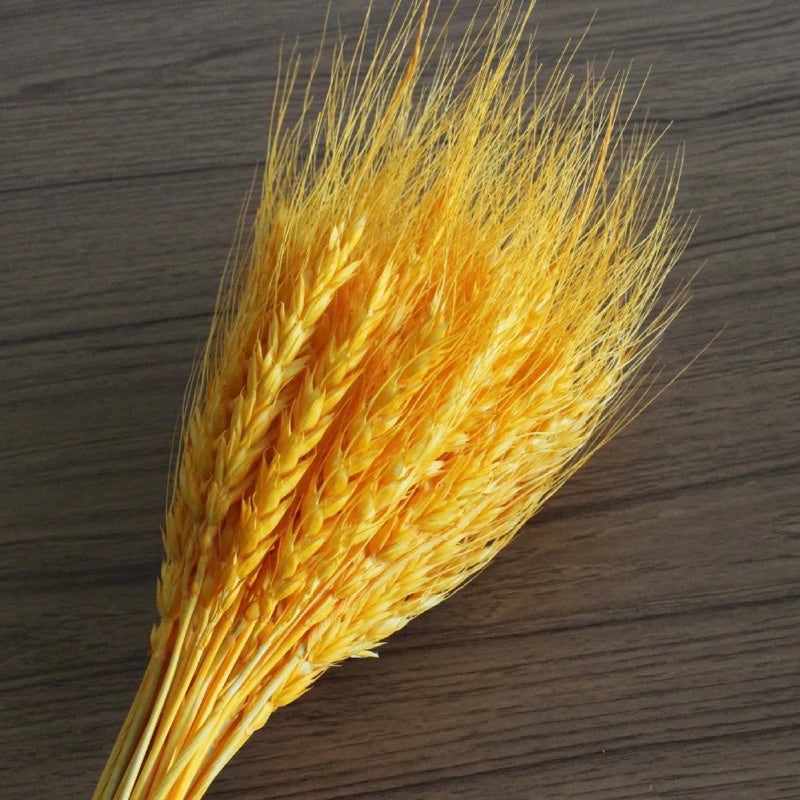 🇸🇬[SG Stock]Preserved Flowers Dried Flowers Dried Wheat Singapore Local Wholesalers Home Decoration/DIY/Wedding