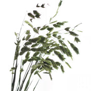 Preserved Chasmanthium Latifolium Northern Sea Oats | DreamGarden SG