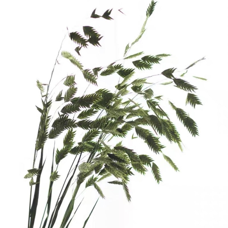 🇸🇬[SG Stock]Preserved Flowers Dried Flower Preserved Chasmanthium Latifolium Northern Sea Oats Spangle Grass Spike Grass