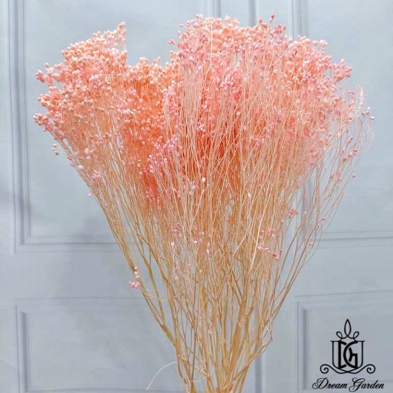 🇸🇬[SG Stock] Singapore Local Wholesalers Dried Broom Bloom Flowers Preserved Flowers Dried Flowers Babybreath