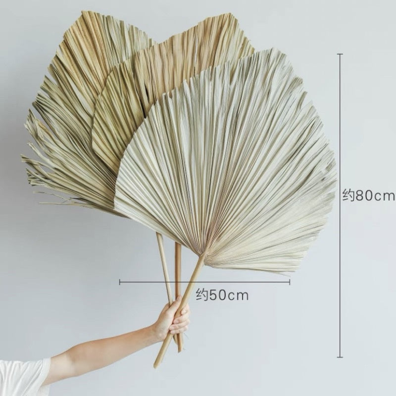 🇸🇬[SG Stock] SG Local Palm Fan Leaf Dried Palm Leaf Dried Flower Suitable For Art Wall Hanging Decoration | Wedding Arch