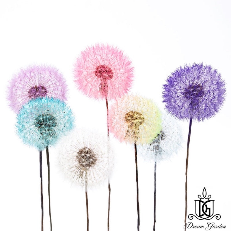🇸🇬[SG Stock]Dream Garden Preserved Flowers Dried Flowers Preserved Dandelion Singapore Local Home Decoration/DIY/Wedding