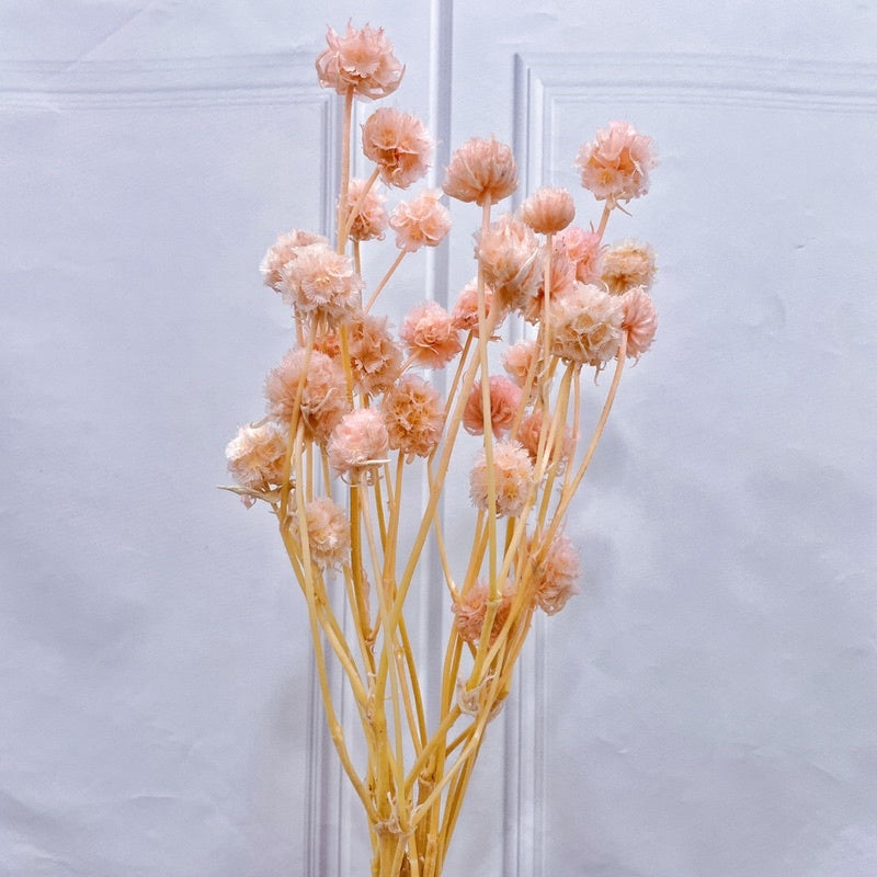 🇸🇬[SG Stock]Preserved Flowers Dried Flowers Dried Scabiosa Pods Flowers Suitable for House Decoration/Florist/Wedding