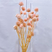 Dried Scabiosa Pods Flowers | DreamGarden SG