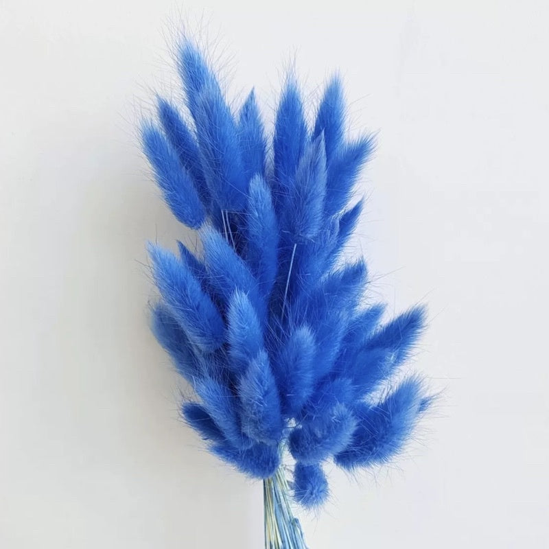 🇸🇬[SG Stock] Preserved Bunny Tail Grass For Home Decor/DIY/Wedding/Glass Cover Dome Dried Eternal Flowers