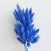 Preserved Bunny Tail Grass For Home | DreamGarden SG