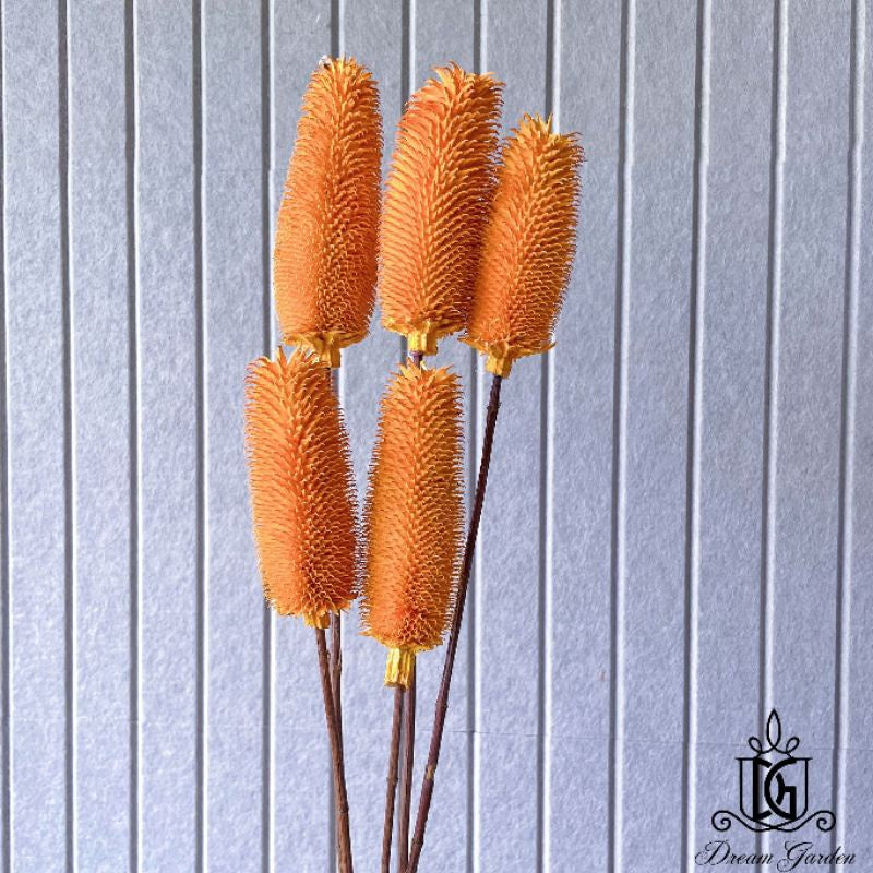 🇸🇬[SG Stock]Preserved Flowers Dried Flowers Dried Thistle Heads Singapore Local Wholesalers Home Decoration/DIY/Wedding