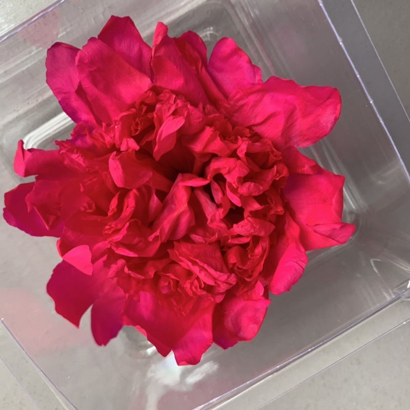 🇸🇬[SG Stock][Dream Garden]Preserved Peony Preserved Paeonia Lactiflora Preserved Flowers Home Decoration/DIY/Wedding