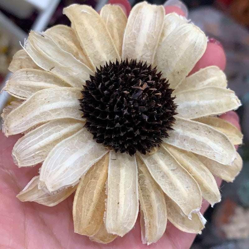 🇸🇬[SG Stock]Preserved Flowers Dried Flowers Handmade Gerbera Singapore Local Wholesalers Home Decoration/DIY/Wedding