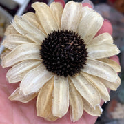 Preserved Flowers Handmade Gerbera | DreamGarden SG