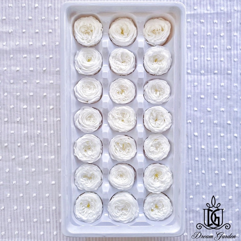 🇸🇬[SG Stock][Dream Garden]Grade A Preserved Austin Roses 2cm-3cm Preserved Flowers Home Decoration/DIY/Wedding/Dome